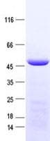 Human IDH3G Protein (Recombinant His, N-Terminal)