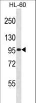 Polyclonal Rabbit anti-Human GTF3C2 Antibody (aa141-170, WB)