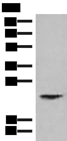 HEBP1 Antibody