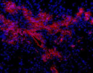 Monoclonal Rat anti-Mouse Oval Cell Marker OC2 Antibody (clone OC2-3C5, IHC)