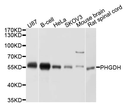 PHGDH Antibody