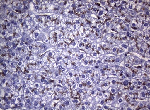 CTSL / Cathepsin L Antibody (clone OTI8H2)