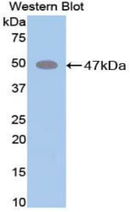 ELN / Elastin Antibody (aa266-443)