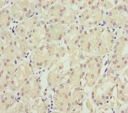 SPINLW1 / EPPIN Antibody