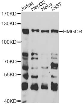 HMG-CoA Reductase / HMGCR Antibody