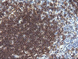 CD19 Antibody (clone OTI3B10, Carrier-free)