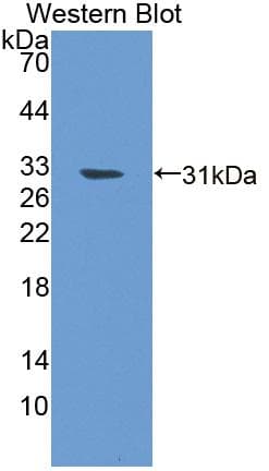 RAB5A / RAB5 Antibody (aa1-214)