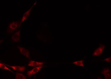 MRPL50 Antibody