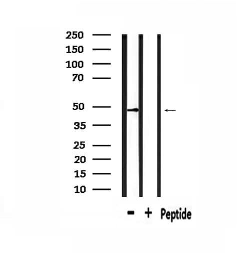 Polyclonal Rabbit anti-Human AGFG2 Antibody (IF, WB)
