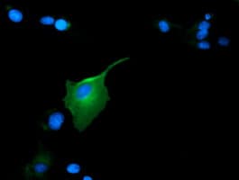 GAS7 Antibody (clone OTI6G5)