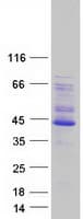 Human PDLIM2 / SLIM Protein (Recombinant Myc-DDK (Flag))