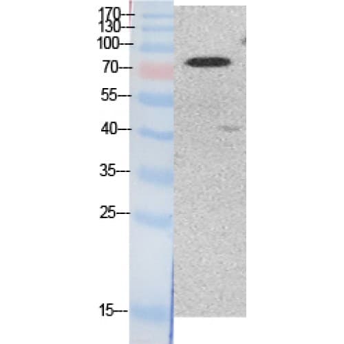 Ubiquitin Antibody (around the acetylation site of K48.)