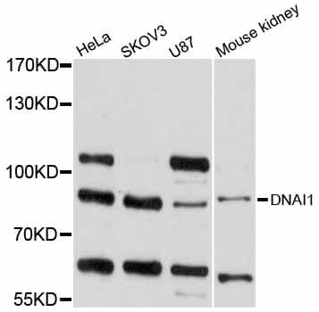 DNAI1 Antibody