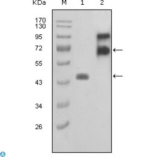 FBLN2 / Fibulin 2 Antibody
