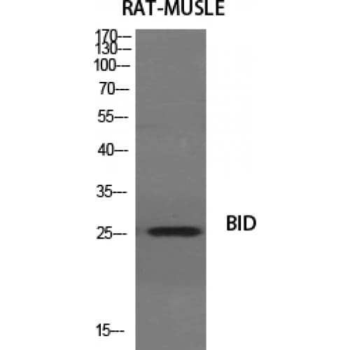 BID Antibody (20-100 aa)