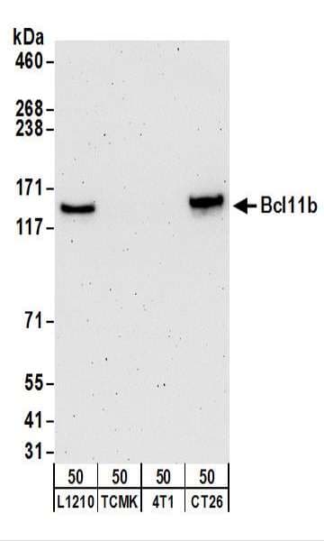 IHC-plus™ BCL11B Antibody (aa850-C-term)