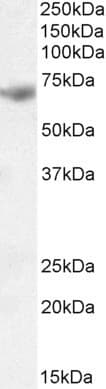 IHC-plus™ ITK / EMT Antibody (aa596-607)