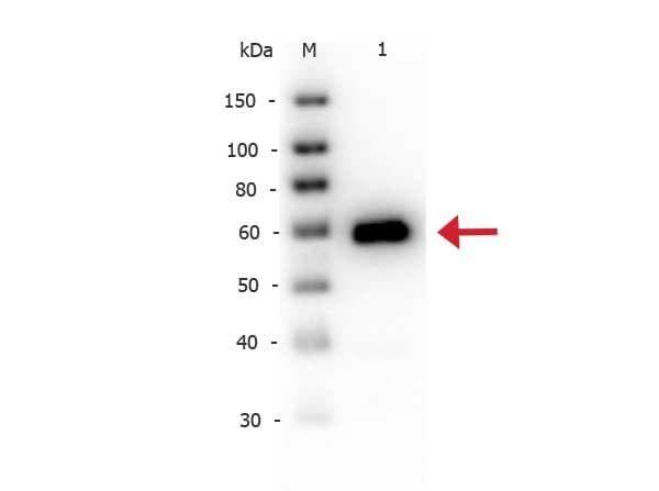 ALPI / Alkaline Phosphatase Antibody (Lyophilized, Biotin)