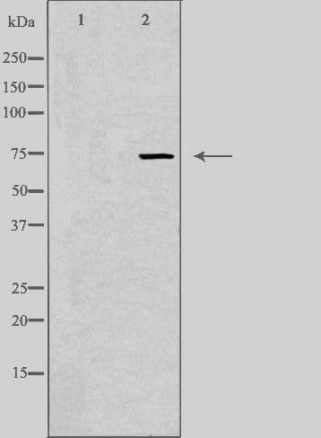 UBASH3A / CLIP4 Antibody