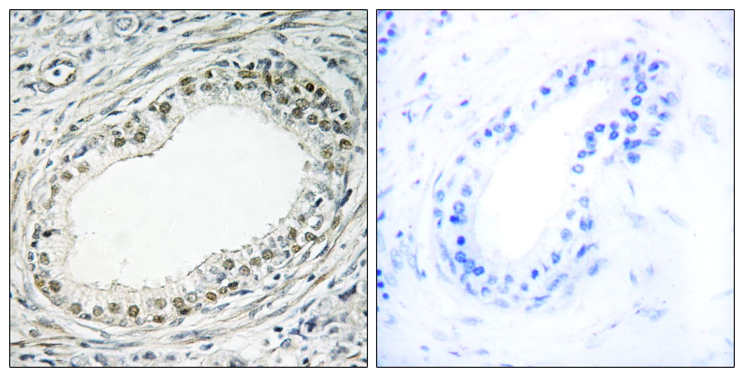 RPL36 / Ribosomal Protein L36 Antibody (aa51-100)