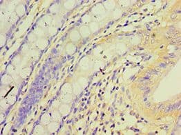 RET Antibody (aa29-300)