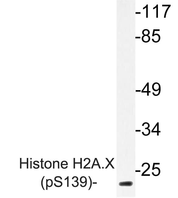 H2AFX / H2AX Antibody (phospho-Ser139)