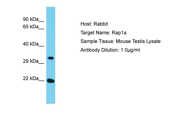 RAP1A Antibody (aa69-118)