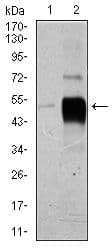 Monoclonal Mouse anti-Human BRN2 / POU3F2 Antibody (clone 6H12, Amino Acid: 214-362, WB)
