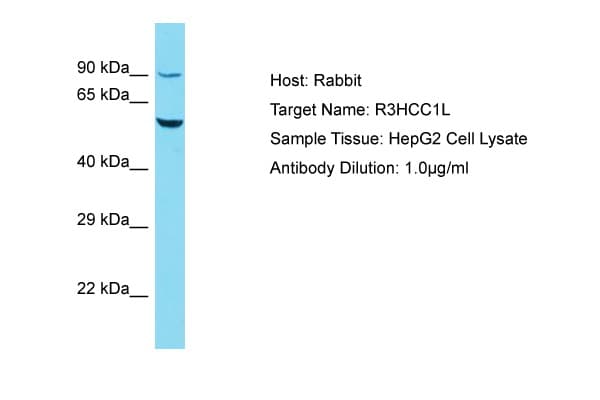 R3HCC1L / C10orf28 Antibody (C-Terminus)