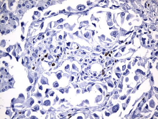 FOXP3 Antibody (clone UMAB248, Carrier-free)