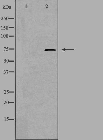 PRKCG / PKC-Gamma Antibody