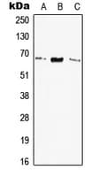 Polyclonal Rabbit anti-Human ELN / Elastin Antibody (Internal, WB)