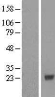 EMC8 / COX4NB Protein (Over-Expression Lysate Myc-DDK (Flag))