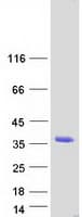 Human AFMID Protein (Recombinant Myc-DDK (Flag))