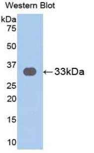 IL31RA Antibody (aa205-456, Biotin)