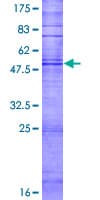 Human TAS2R16 / T2R16 Protein (Recombinant GST)