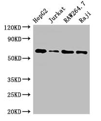 CDC6 Antibody