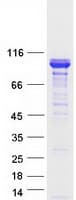 Human BCAS1 / NABC1 Protein (Recombinant Myc-DDK (Flag))