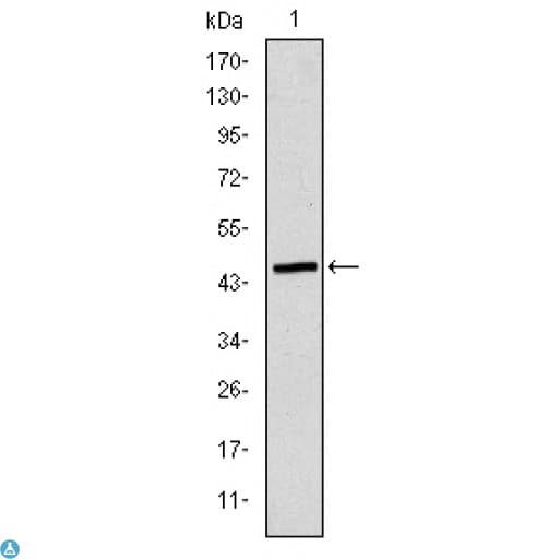 APOB / Apolipoprotein B Antibody