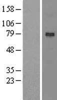 NOA1 / C4orf14 Protein (Over-Expression Lysate Myc-DDK (Flag))