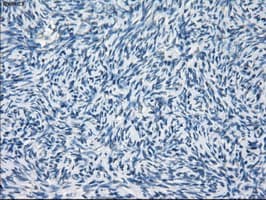 GBP2 Antibody (clone OTI4H2)