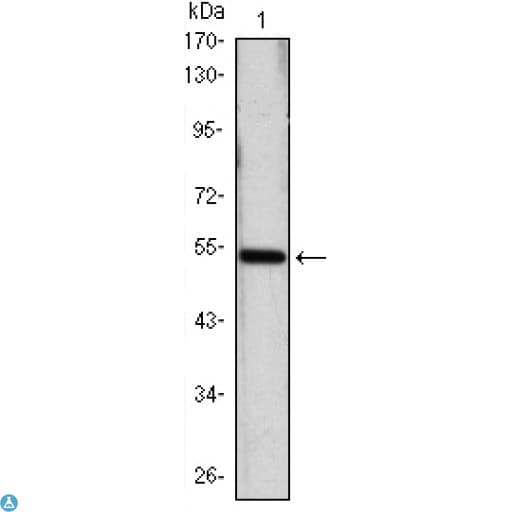 SHH / Sonic Hedgehog Antibody