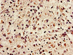 NTHL1 Antibody