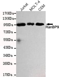 RANBPM Antibody
