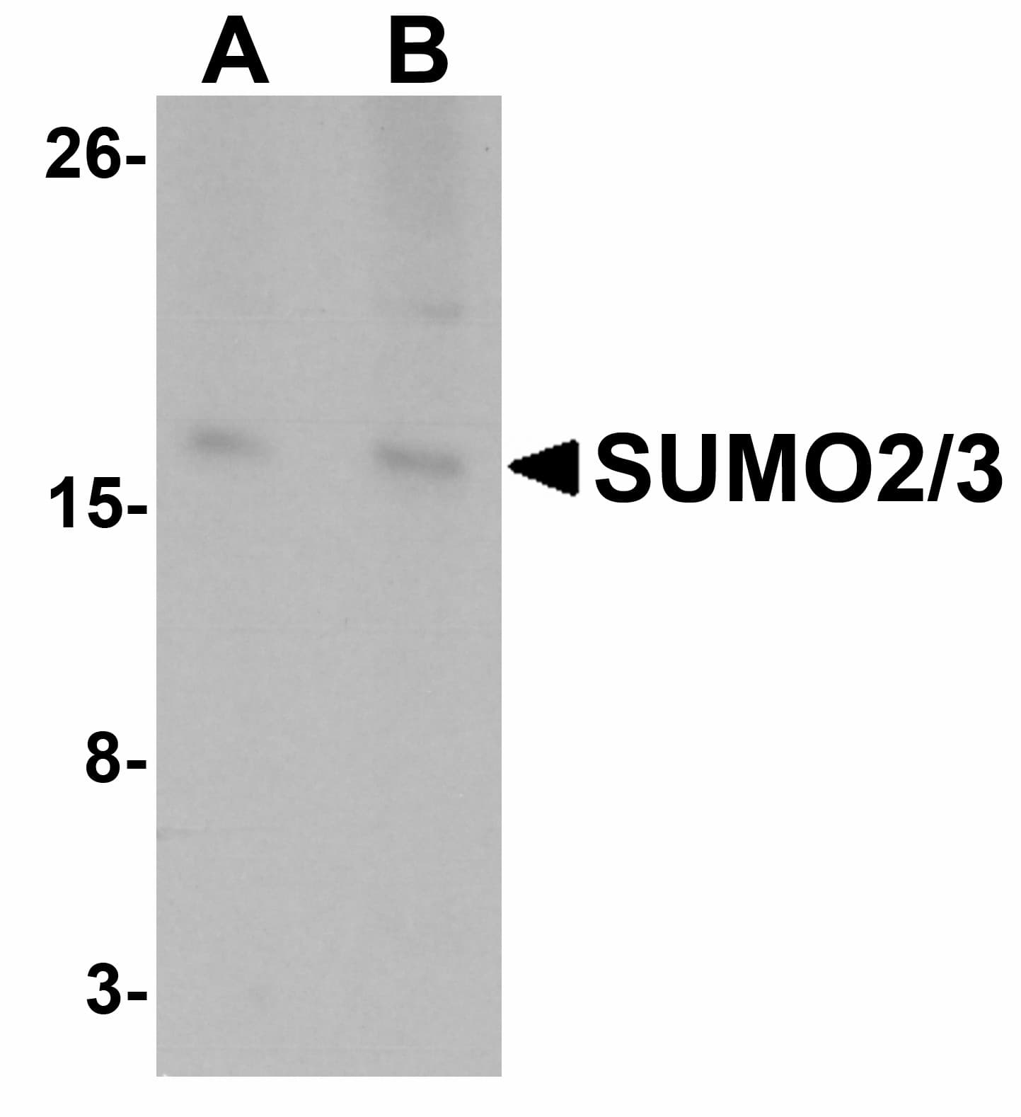 Polyclonal Rabbit anti-Human SUMO2 + SUMO3 Antibody (IHC, IF, WB)