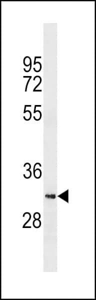 SYCE1L Antibody (aa202-228)