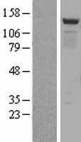 BMP2K / BIKE Protein (Over-Expression Lysate Myc-DDK (Flag))