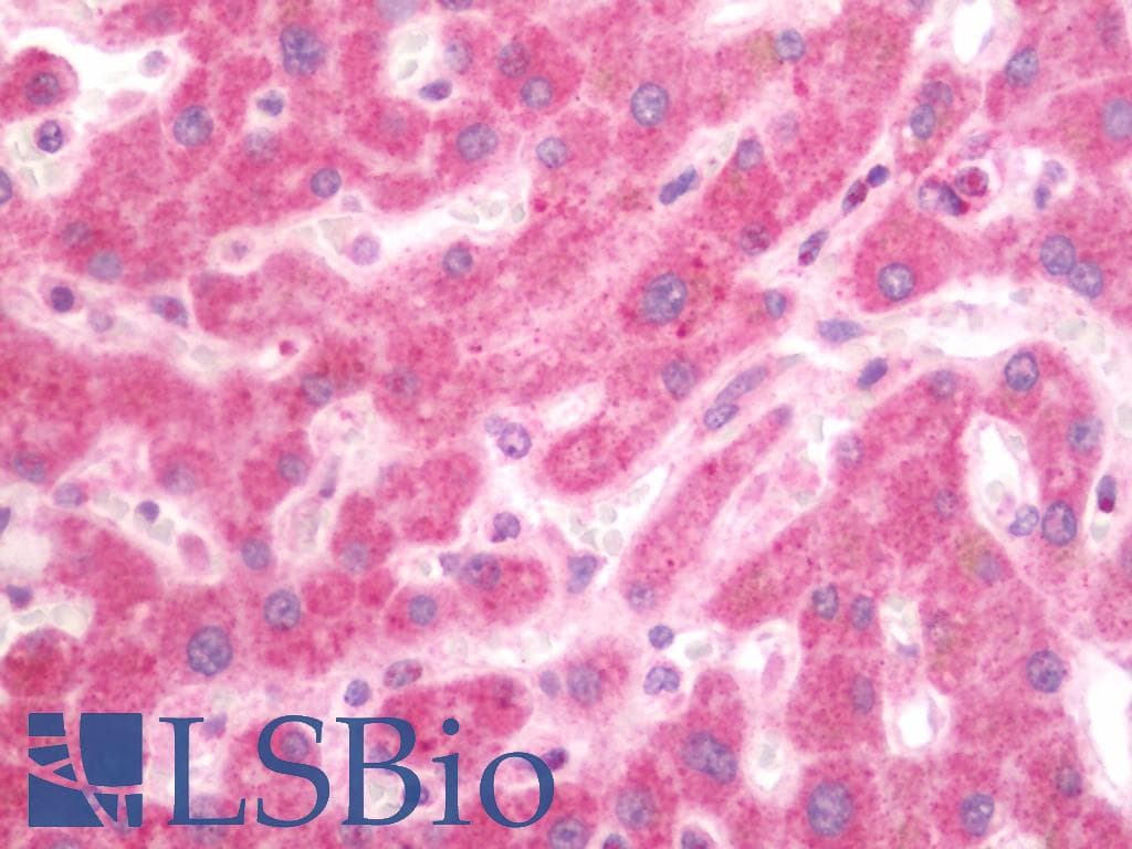 IHC-plus™ GJB2 / CX26 / Connexin 26 Antibody