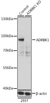 ADRBK1 / GRK2 Antibody