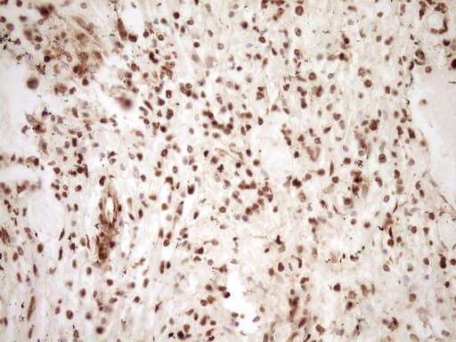 SAE1 Antibody (clone OTI6C7, Carrier-free)